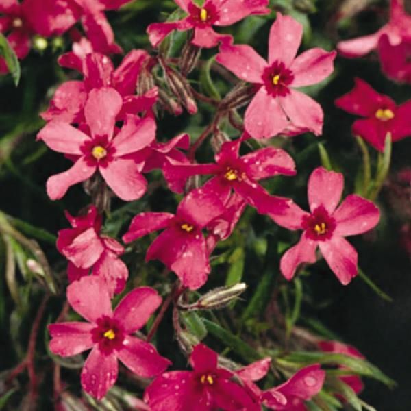 Phlox: Crimson Beauty (Creeping Phlox) Phlox: Crimson Beauty (Creeping Phlox)