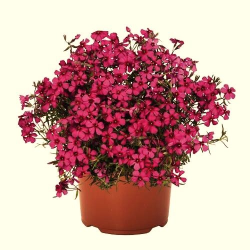Phlox: Crimson Beauty (Creeping Phlox)
