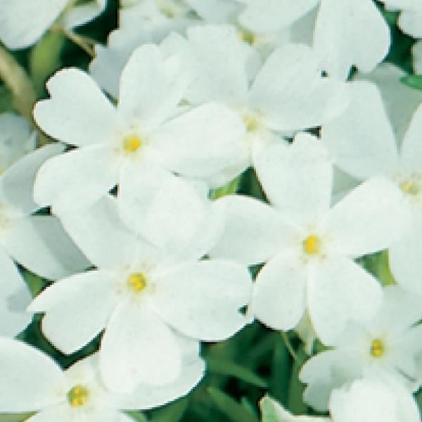 Phlox:  White Delight (Creeping Phlox)