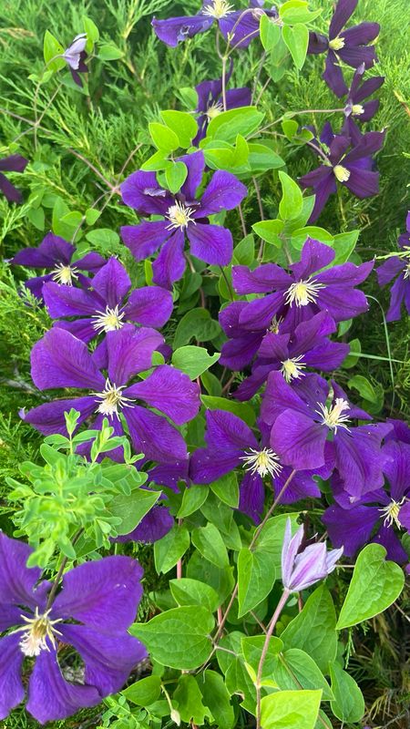 Clematis: Jackmanii