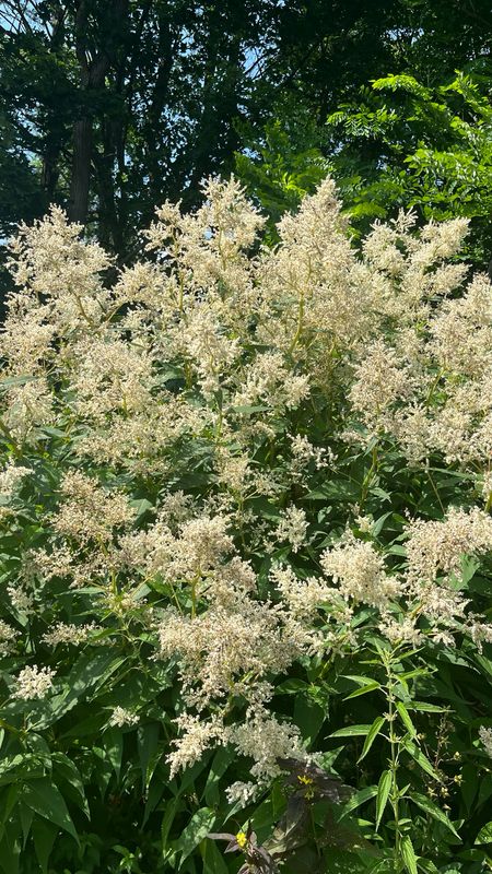Persicaria: Polymorpha