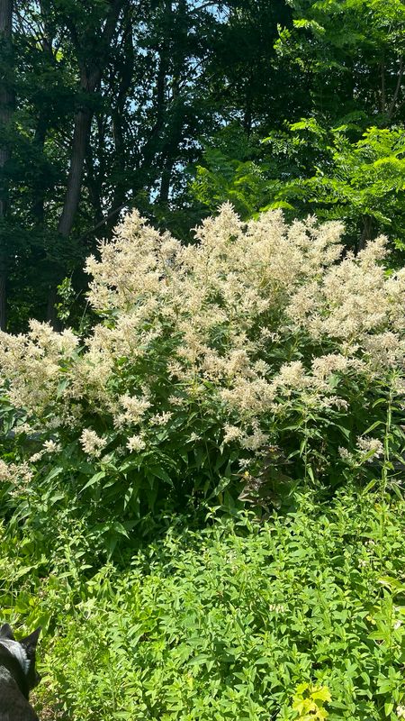 Persicaria: Polymorpha
