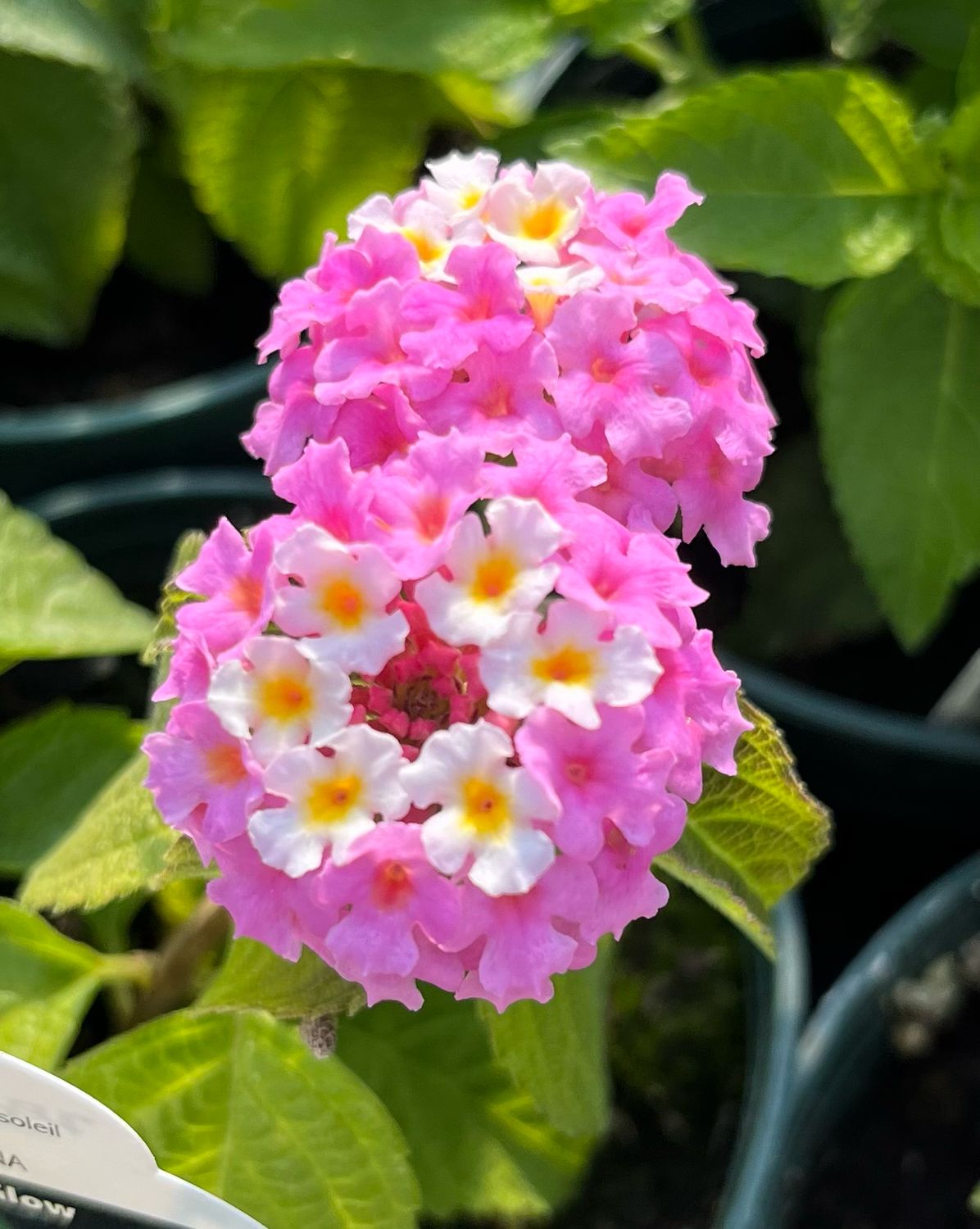Lantana - Landmark: Rose Glow