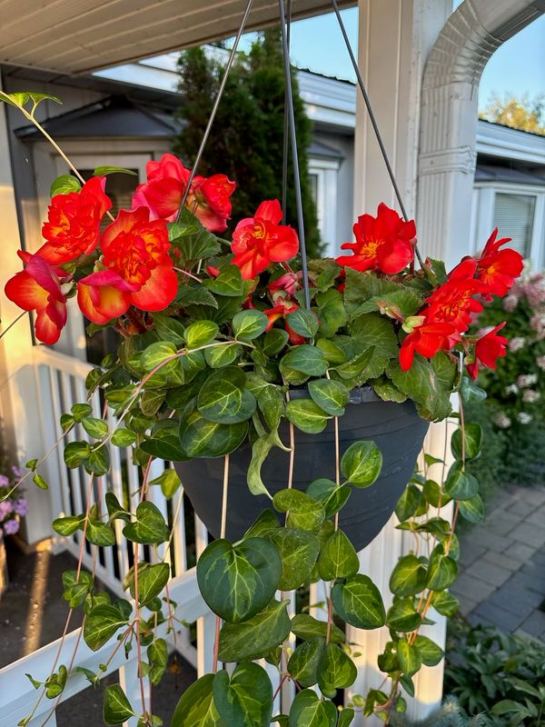 Begonia - Nonstop: Fire