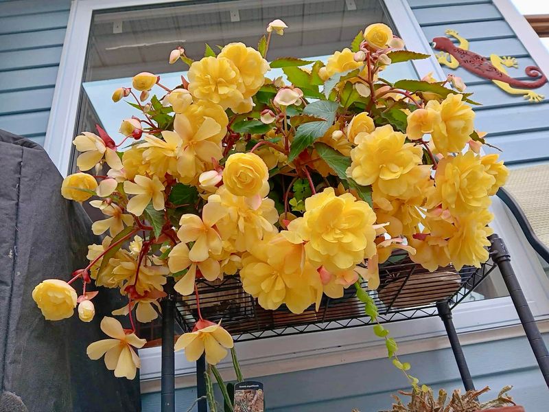 Begonia - Illumination: Lemon