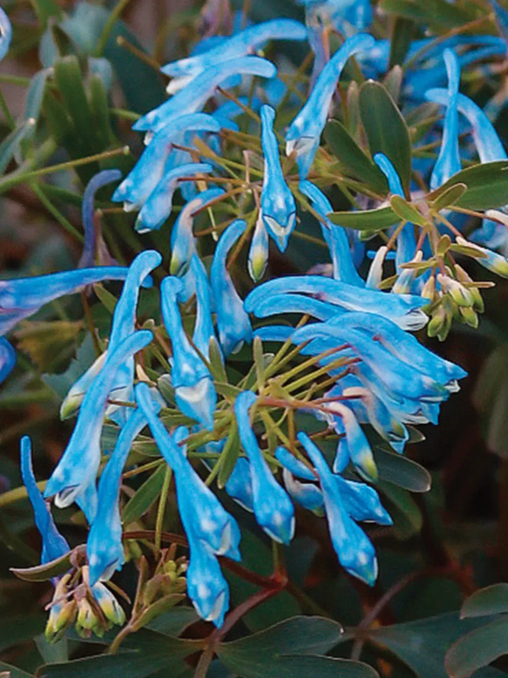 Corydalis: Porcelain Blue