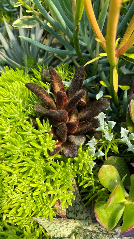 Kalanchoe Tomentosa: Chocolate Soldier