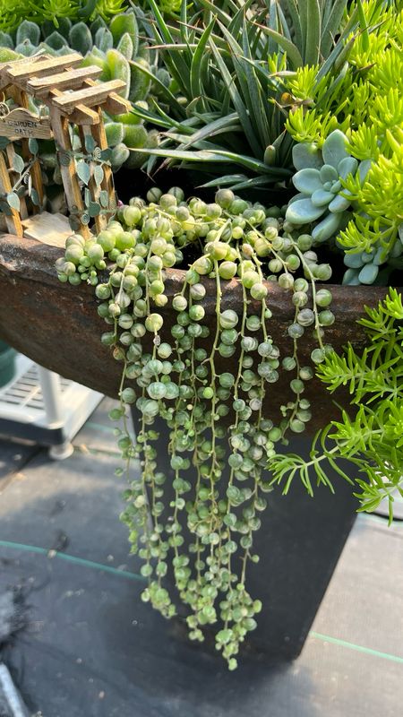 Senecio: Marble (Variegated String of Pearls)