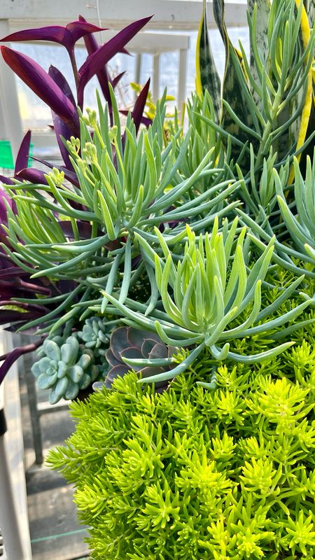 Senecio: Blue Chalksticks