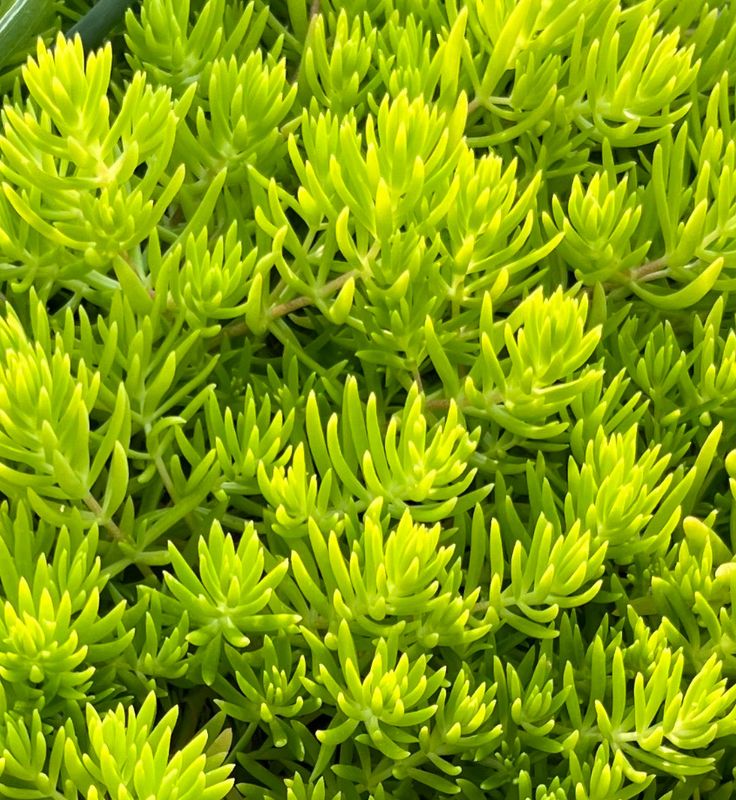 Sedum - Mexicanum: Lemon Coral
