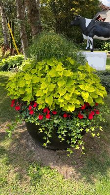 Coleus - Volcanica: Wasabi