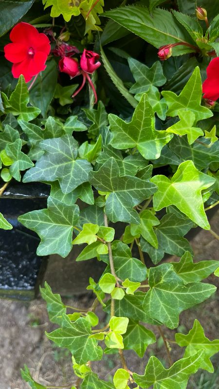 English Ivy: Ralf