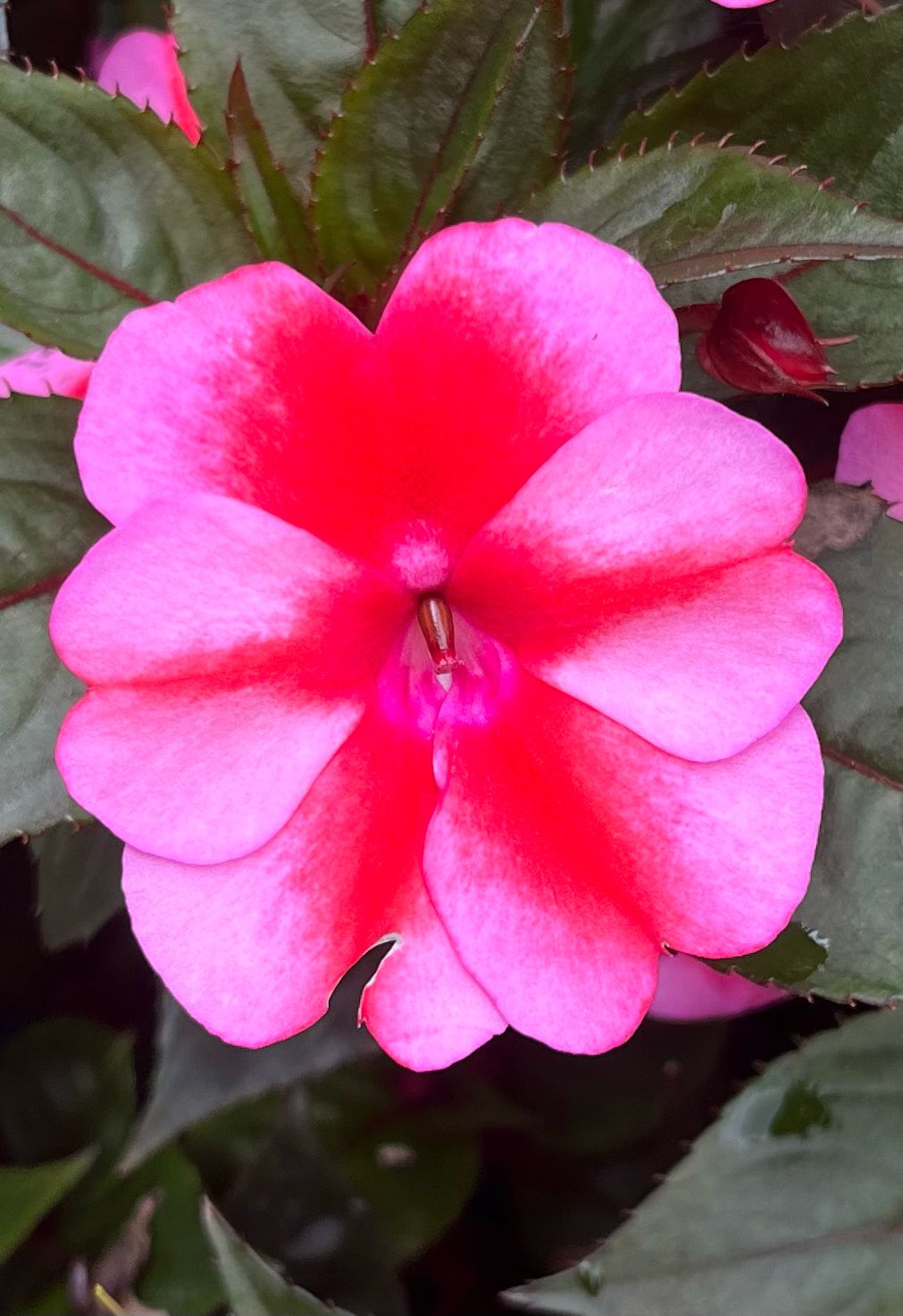 Impatiens - Sunpatiens: Compact Red Candy