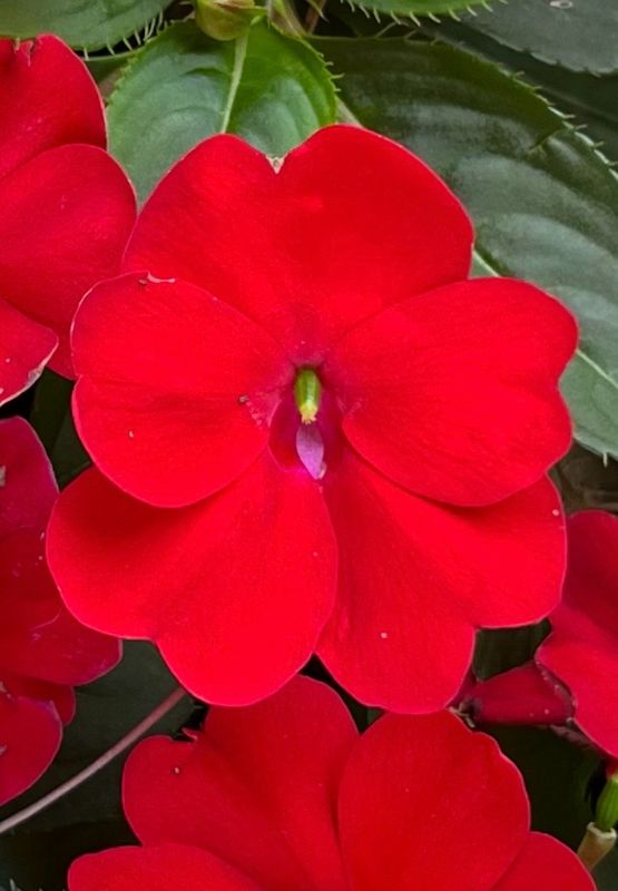 Impatiens - Sunpatiens: Compact Red