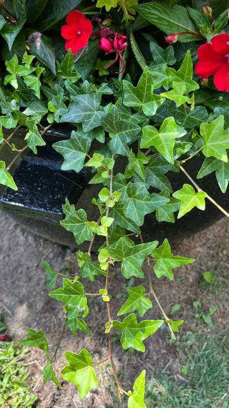 English Ivy: Ralf