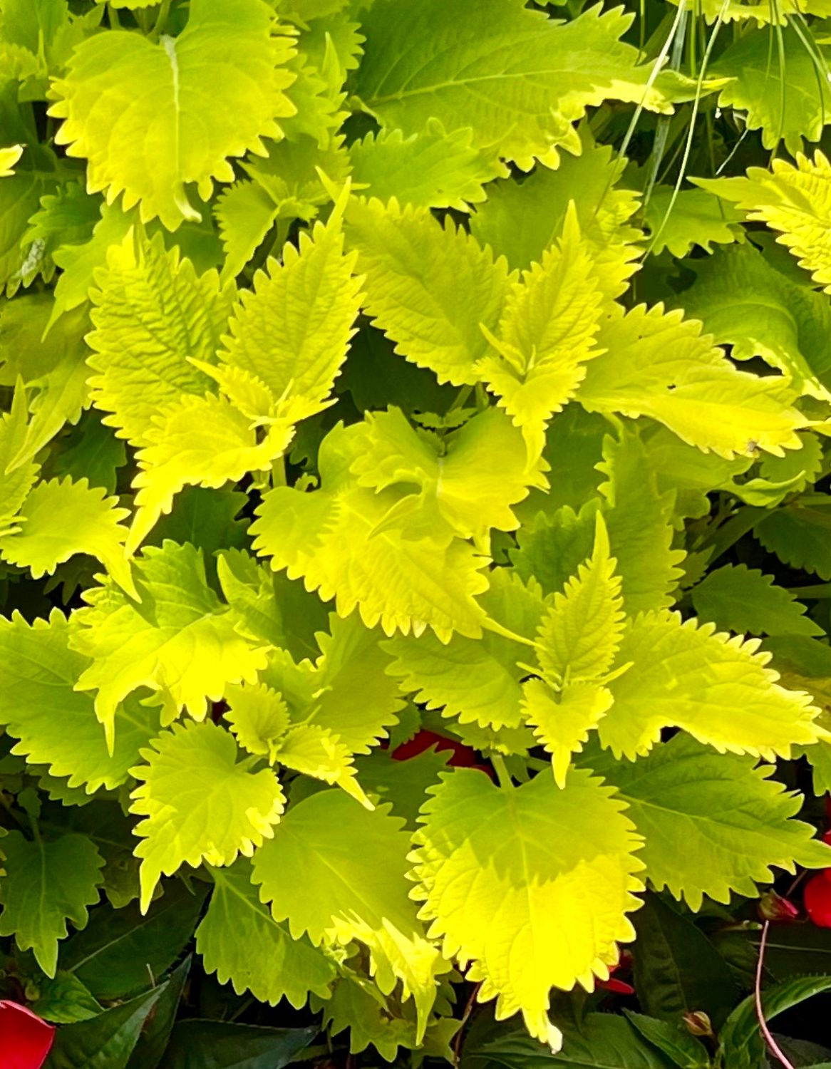 Coleus - Volcanica: Wasabi