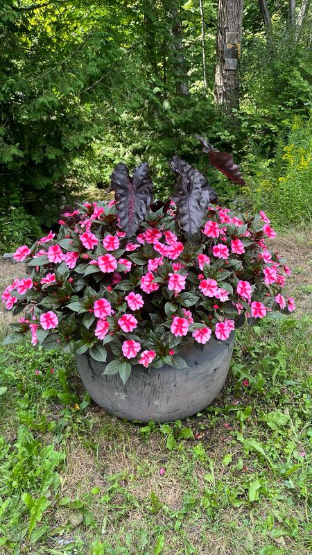 Impatiens - Sunpatiens: Compact Red Candy