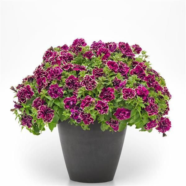 Petunia - Jewel: Radiant Ruby
