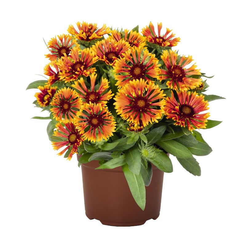 Gaillardia - SpinTop: Mariachi Copper Sun