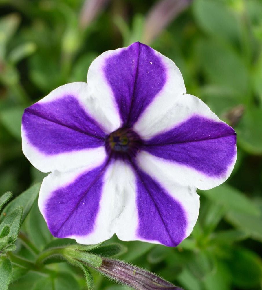 Petunia: Blue Diamond