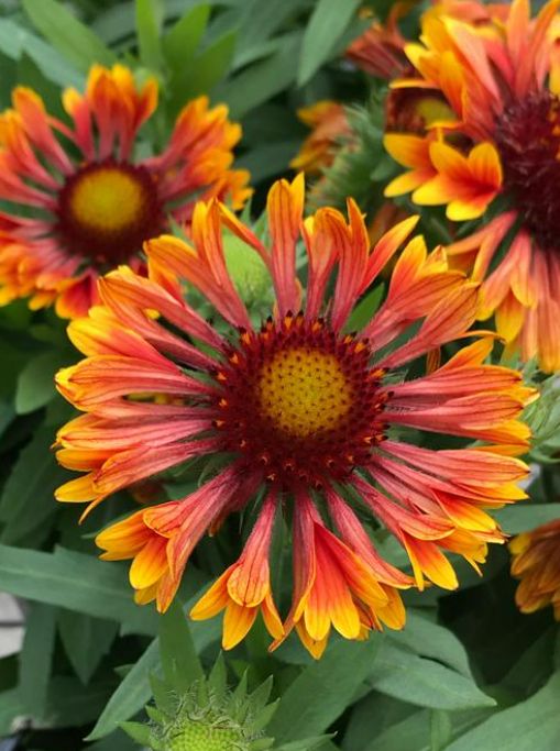 Gaillardia - SpinTop: Mariachi Copper Sun Gaillardia - SpinTop: Mariachi Copper Sun
