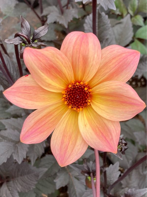 Dahlia: Mystic Fantasy
