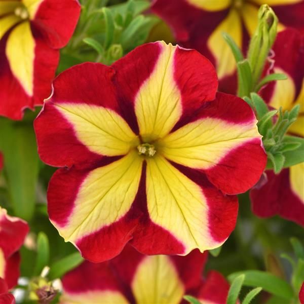 Petunia - Slingshot: Cherry Tart Wheel Petunia - Slingshot: Cherry Tart Wheel