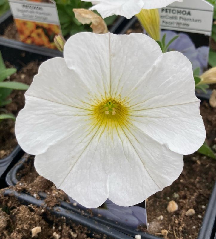 Petchoa - SuperCal: Premium Pearl White