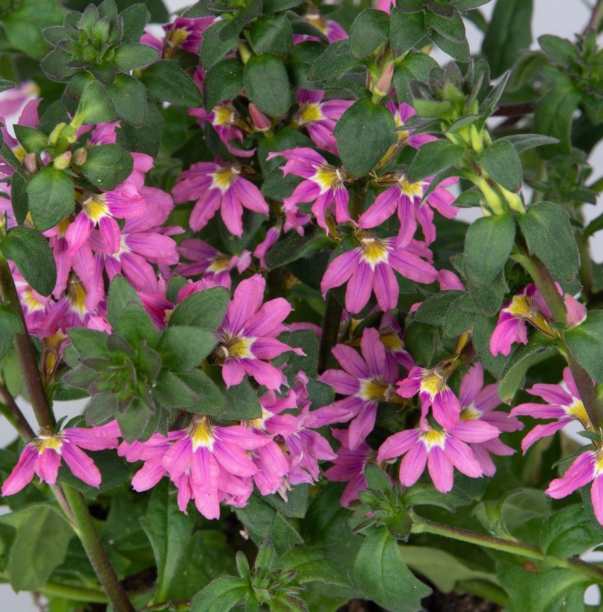 Scaevola - Scala: Pink Bird