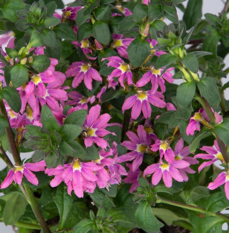 Scaevola - Scala: Pink Bird