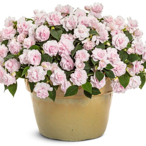 Impatiens - Rockapulco: Double Appleblossom