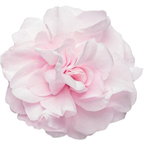 Impatiens - Rockapulco: Double Appleblossom