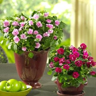 Double Impatiens