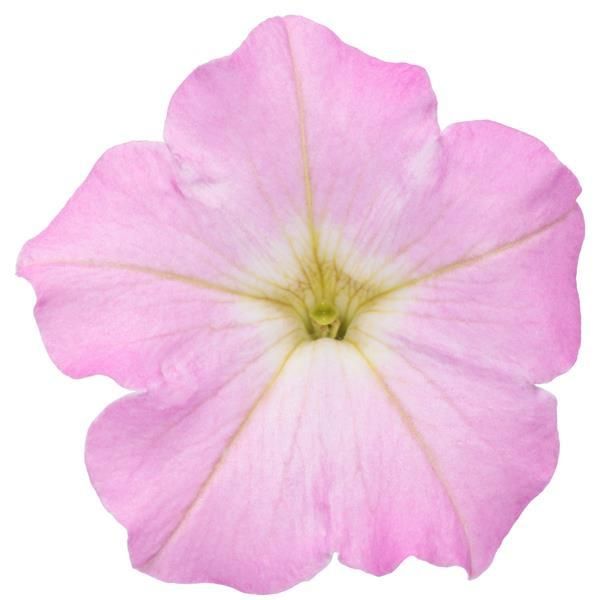 Petunia - Supertunia: Mini Vista Pink Cloud Petunia - Supertunia: Mini Vista Pink Cloud