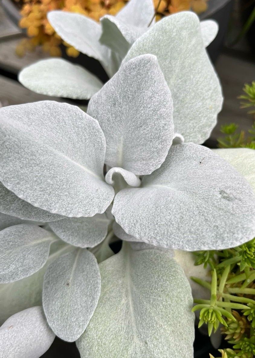 Senecio: Angel Wings