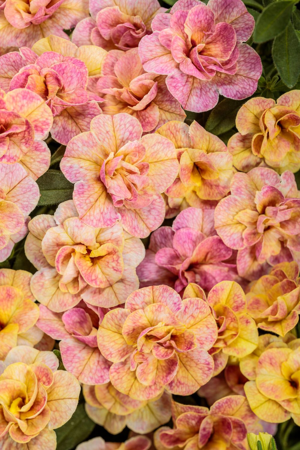 Calibrachoa - Superbells: Magic Double Grapefruit Calibrachoa - Superbells: Magic Double Grapefruit