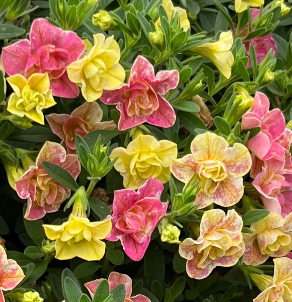 Calibrachoa - Superbells: Magic Double Grapefruit