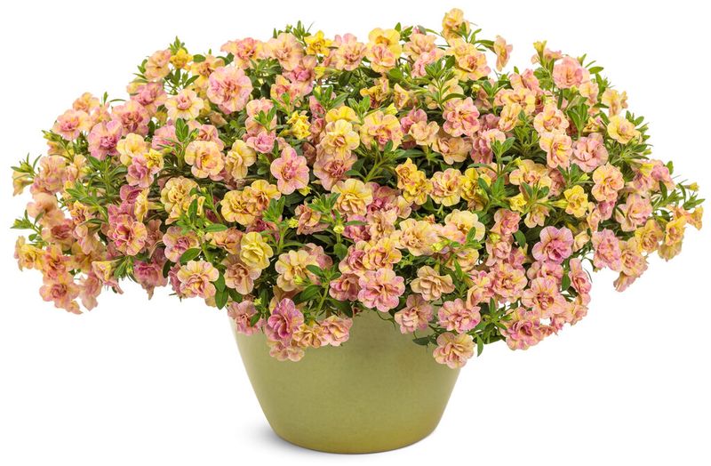 Calibrachoa - Superbells: Magic Double Grapefruit