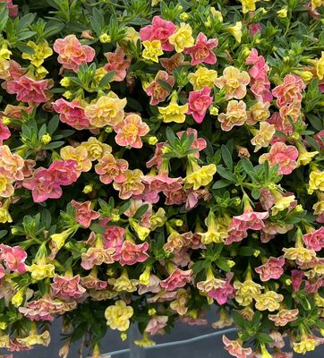 Calibrachoa - Superbells: Magic Double Grapefruit