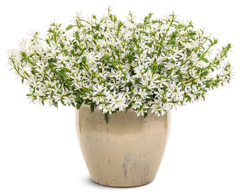 Scaevola - Stardiva: White