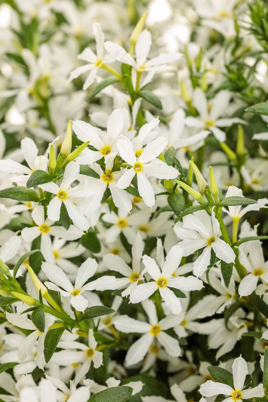 Scaevola - Stardiva: White Scaevola - Stardiva: White