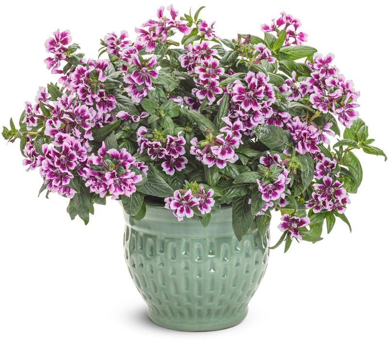 Cuphea - Totally Tempted: Frosted Violets