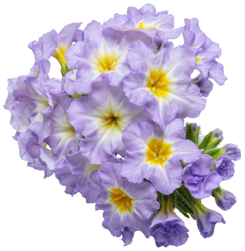 Heliotrope: Augusta Lavender