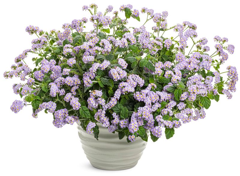 Heliotrope: Augusta Lavender