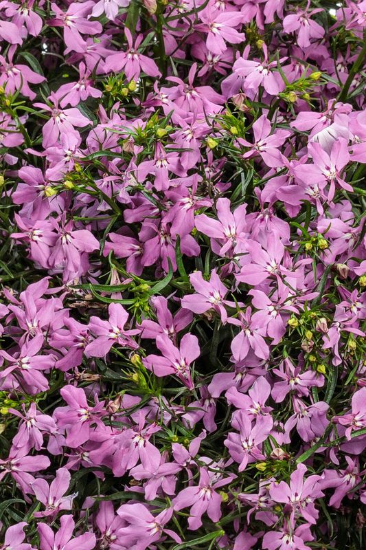 Lobelia - Laguna: Royale Pink Lobelia - Laguna: Royale Pink