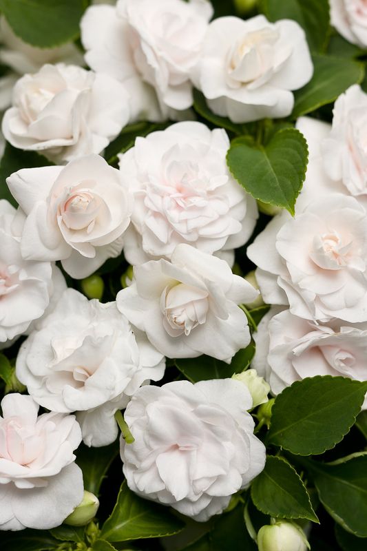 Impatiens - Rockapulco: Double White Impatiens - Rockapulco: Double White