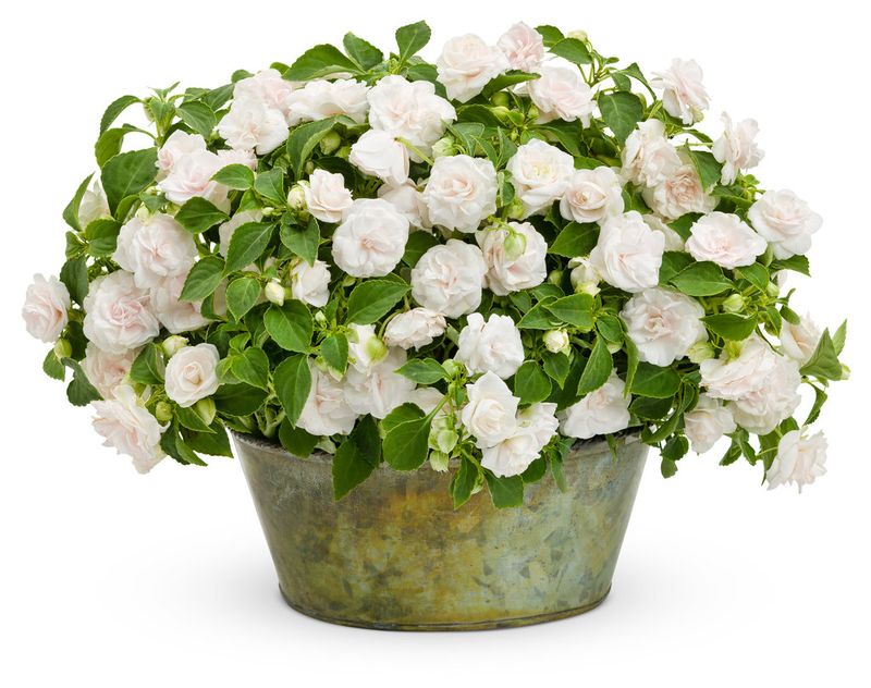 Impatiens - Rockapulco: Double White