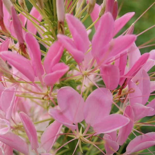 Cleome: Rose Queen