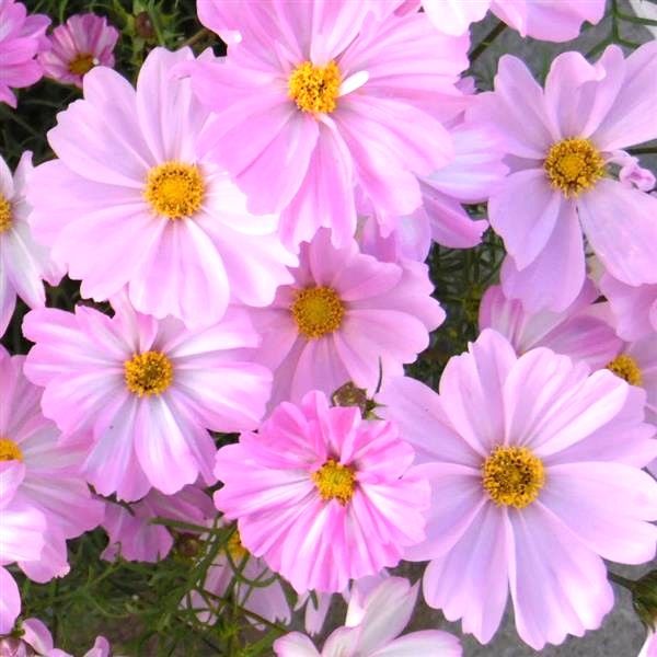 Cosmos - Apollo: Lovesong Cosmos - Apollo: Lovesong