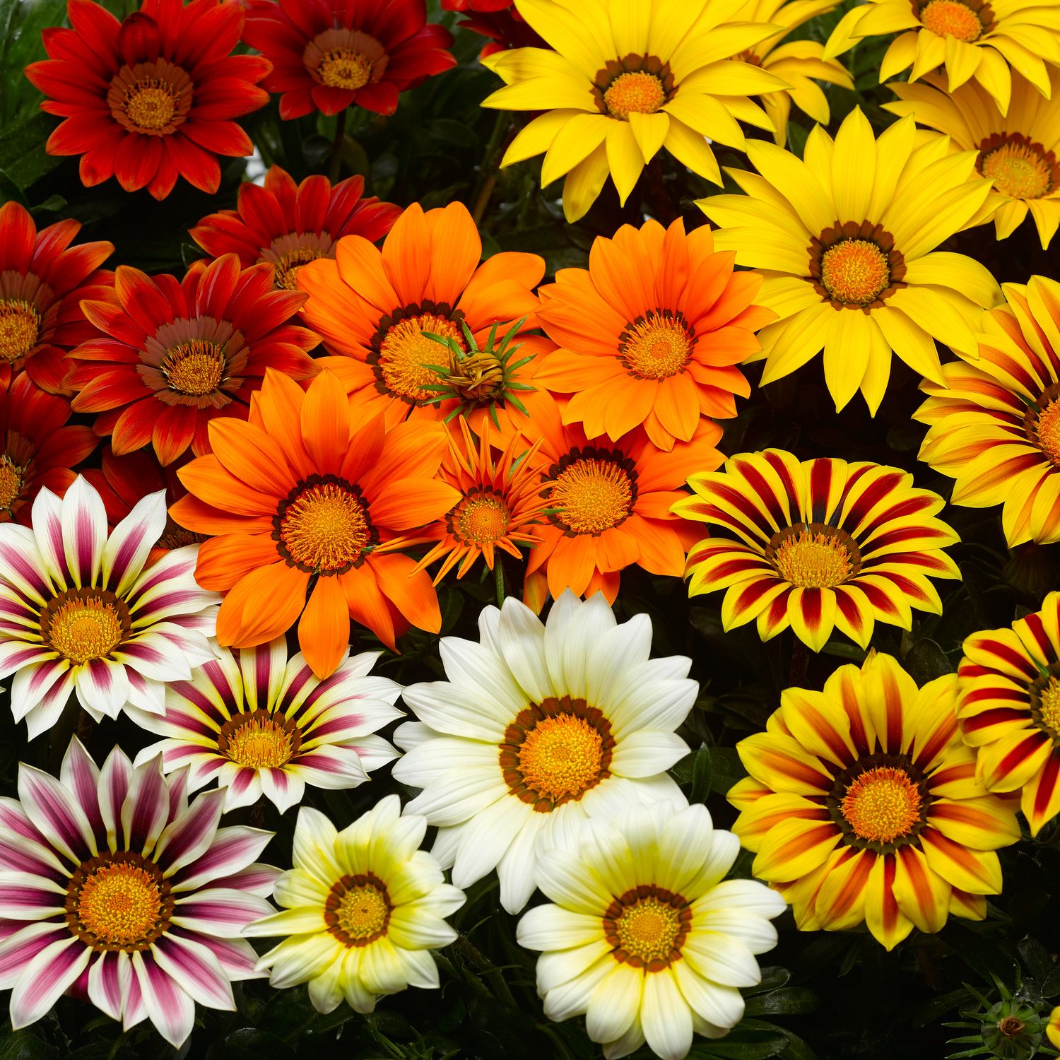 Gazania: Big Kiss Mix
